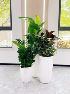 揭秘杭州湾花木租摆价格，超乎想象！