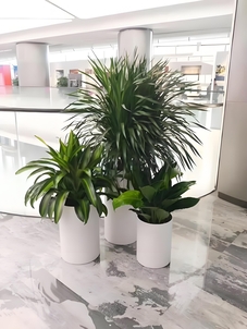 宁波余姚绿植出租公司，给您优质绿植租赁服务